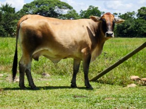 Vaca de potrero Limousin x Brahman