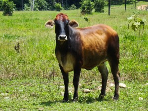 Novilla LIMBRA de potrero