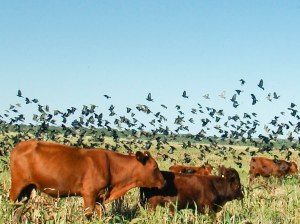 Loros y Bonsmara en pastoreo
