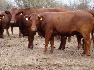 Vacas Bonsmara en pastoreo