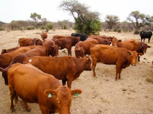 Lote de vacas Bonsmara