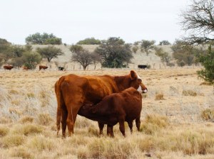 Vaca Cruce Bonsmara x Hereford con su cria
