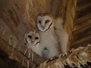 Buho de establo en Portahué