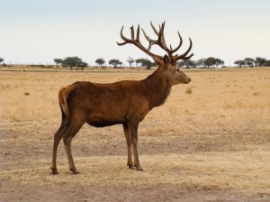 Otro macho que espera un cazador (USD$20.000) por este