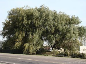 Bellísimo árbol. Similar a nuestro Sauce llorón