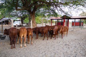 Primeros Bonsmaras San Miguel del Rio, Cabuyaro-10
