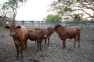 Primeros Bonsmaras San Miguel del Rio, Cabuyaro-13
