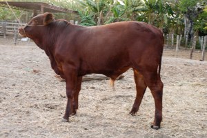 Primeros Bonsmaras San Miguel del Rio, Cabuyaro-14