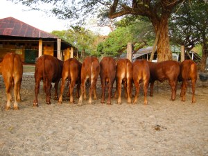 Primeros Bonsmaras San Miguel del Rio, Cabuyaro-15