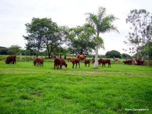 Primeros Bonsmaras San Miguel del Rio, Cabuyaro-16