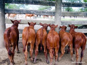 Bonsmara crias 2 meses