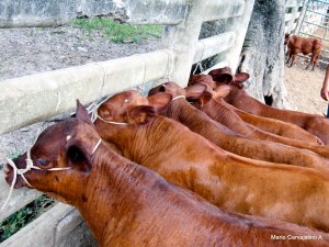 Bonsmara crias 2 meses