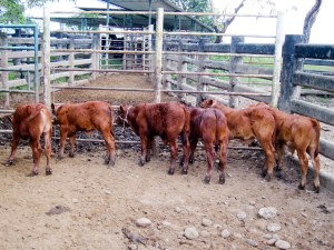 Embriones en el corral