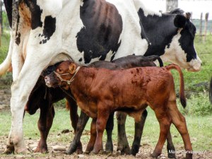 La sabia naturaleza los llevaba a la vaca de mas producción de leche.
