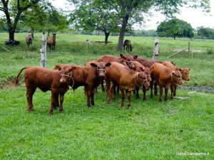 Primeros Bonsmaras San Miguel del Rio, Cabuyaro-8