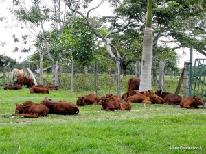 Descansan en el potrero, cerca de la casa